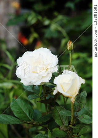 Close up blooming white gardenia jasmine rose flowers branch with natural sunlight in garden Close up blooming white gardenia jasmine rose flowers branch with natural sunlight in garden 138891691