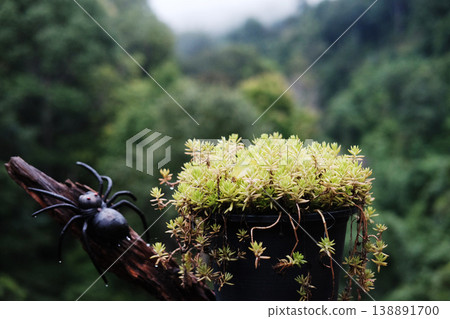 Close up fresh green moss rose or Portulaca plant in tropical garden and forest. Copy space 138891700