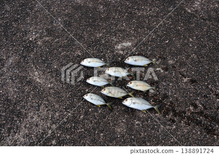 Silver Horse Mackerel Breakwater Fishing Lure Giant Horse Mackerel Silver Horse Mackerel Flathead Horse Mackerel 138891724