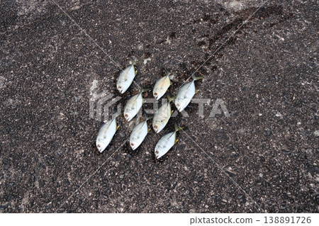 Silver Horse Mackerel Breakwater Fishing Lure Giant Horse Mackerel Silver Horse Mackerel Flathead Horse Mackerel Silver Horse Mackerel Breakwater Fishing Lure Giant Horse Mackerel Silver Horse Mackerel Flathead Horse Mackerel 138891726