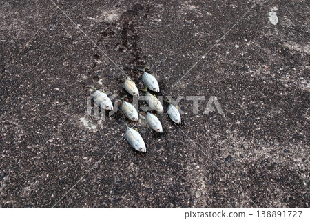 Silver Horse Mackerel Breakwater Fishing Lure Giant Horse Mackerel Silver Horse Mackerel Flathead Horse Mackerel Silver Horse Mackerel Breakwater Fishing Lure Giant Horse Mackerel Silver Horse Mackerel Flathead Horse Mackerel 138891727