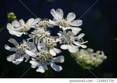 White Orlaya flowers: A close-up of the contrast between light and shadow. 138891756
