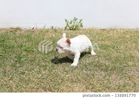 French bulldog French bulldog 138891770
