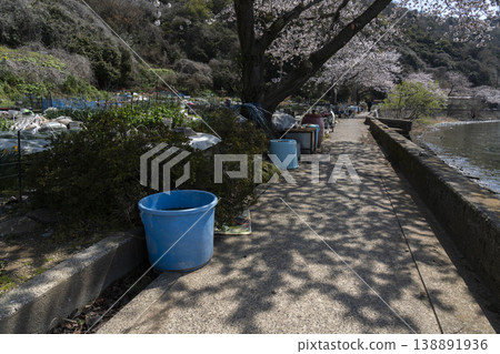 櫻花盛開的衝島,一條當地公路沿著琵琶湖西岸延伸,還有一片農田。 櫻花盛開的衝島,一條當地公路沿著琵琶湖西岸延伸,還有一片農田。 138891936