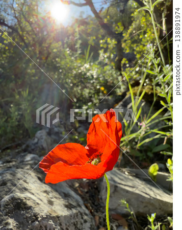 Red poppy on a background of green bokeh Red poppy on a background of green bokeh 138891974