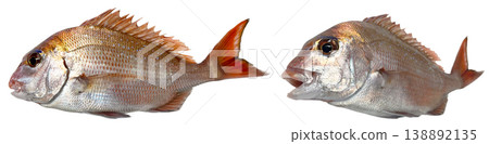 白色背景，用於剪出兩種春季鯛魚。 138892135