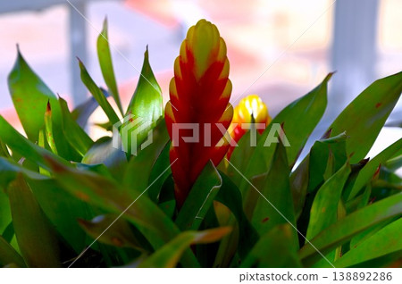 A beautiful red Vriesea carinata 138892286