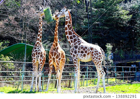 Giraffe's meal 138892291