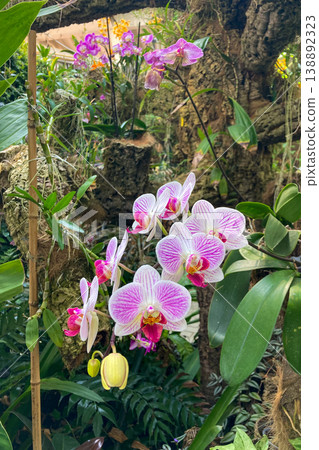 A lush orchid greenhouse filled with exotic blooming plants and vibrant colors creates a humid tropical atmosphere under glass in Estepona, Spain A lush orchid greenhouse filled with exotic blooming plants and vibrant colors creates a humid tropical atmosphere under glass in Estepona, Spain 138892323