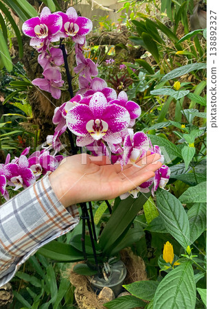 A lush orchid greenhouse filled with exotic blooming plants and vibrant colors creates a humid tropical atmosphere under glass in Estepona, Spain A lush orchid greenhouse filled with exotic blooming plants and vibrant colors creates a humid tropical atmosphere under glass in Estepona, Spain 138892327