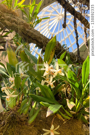A lush orchid greenhouse filled with exotic blooming plants and vibrant colors creates a humid tropical atmosphere under glass in Estepona, Spain A lush orchid greenhouse filled with exotic blooming plants and vibrant colors creates a humid tropical atmosphere under glass in Estepona, Spain 138892335
