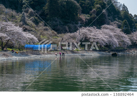 Cherry blossom scenery on the western shore of Lake Okishima Cherry blossom scenery on the western shore of Lake Okishima 138892464