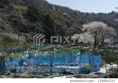 衝島1000日元稻田的春日景色 138892521