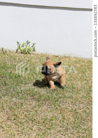 French bulldog French bulldog 138892565