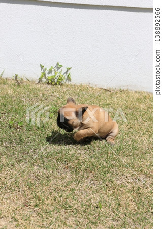 French bulldog French bulldog 138892566