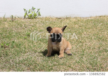 法國鬥牛犬 138892582