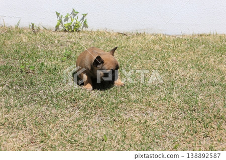 French bulldog French bulldog 138892587