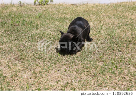French bulldog French bulldog 138892686