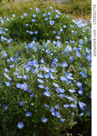 Blue Nemophila flowers - March 2026 Blue Nemophila flowers - March 2026 138892758