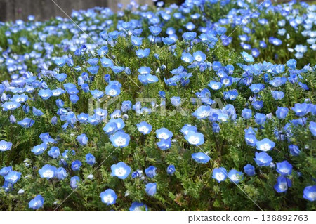 Blue Nemophila flowers - March 2026 Blue Nemophila flowers - March 2026 138892763