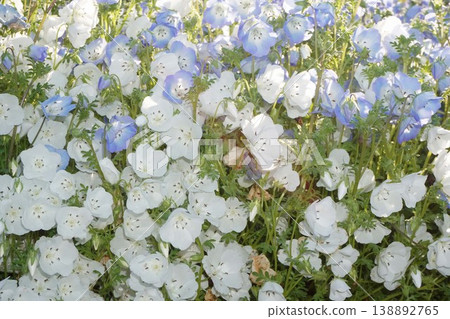 Nemophila flowers in full bloom - April 2026 Nemophila flowers in full bloom - April 2026 138892765