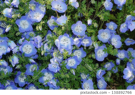 Nemophila flowers in full bloom - April 2026 Nemophila flowers in full bloom - April 2026 138892766