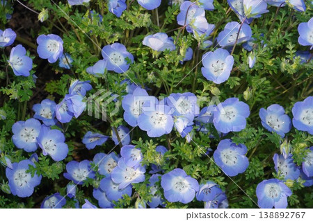Nemophila flowers in full bloom - April 2026 138892767