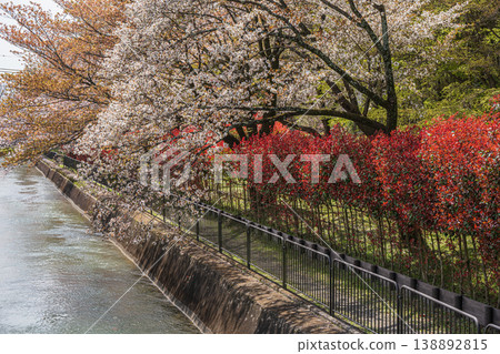 Lake Biwa Canal in Spring, Kyoto City Lake Biwa Canal in Spring, Kyoto City 138892815