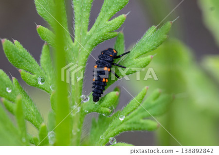 Close-up of a ladybug larva; macro photograph of water droplets and plants. 138892842