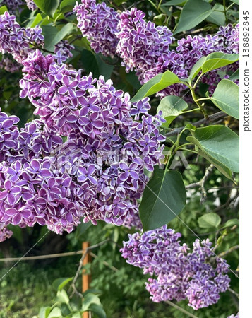 Lilac branches with vibrant purple blossoms and green leaves in natural outdoor setting Lilac branches with vibrant purple blossoms and green leaves in natural outdoor setting 138892845
