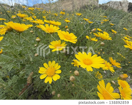 Yellow daisies in bloom under bright sunlight in a lush green garden nature background Yellow daisies in bloom under bright sunlight in a lush green garden nature background 138892859