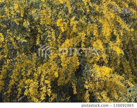 Yellow acacia flowers in full bloom create a vibrant and natural spring background Yellow acacia flowers in full bloom create a vibrant and natural spring background 138892865