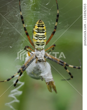 A spider that has wrapped its captured prey tightly in silk. A spider that has wrapped its captured prey tightly in silk. 138892933