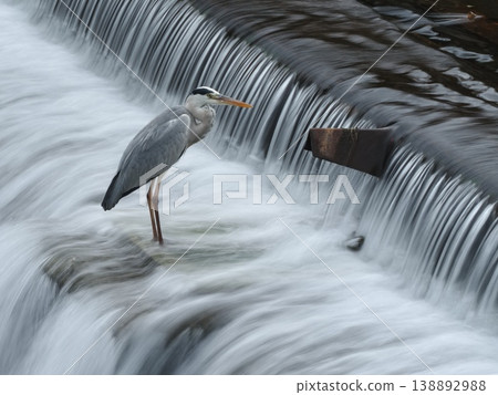 A grey heron stands on the weir. A grey heron stands on the weir. 138892988