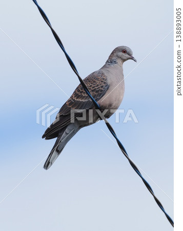 A turtle dove perches on a power line. 138893005