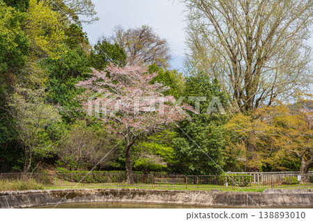 Springtime scenery of the Lake Biwa Canal, near the entrance to the Moroha Tunnel, Kyoto City. Springtime scenery of the Lake Biwa Canal, near the entrance to the Moroha Tunnel, Kyoto City. 138893010