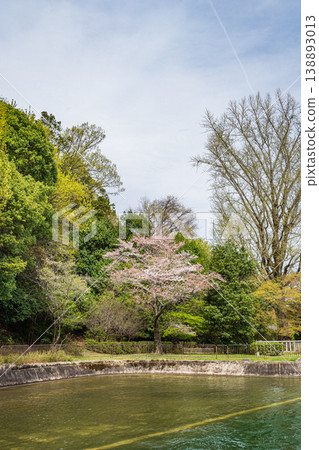 京都市諸葉隧道入口附近琵琶湖運河的春季景色。 京都市諸葉隧道入口附近琵琶湖運河的春季景色。 138893013
