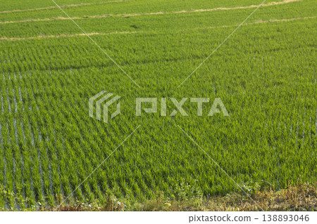 This is a landscape of rice fields in spring after rice planting has finished. This is a landscape of rice fields in spring after rice planting has finished. 138893046