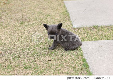French bulldog French bulldog 138893245
