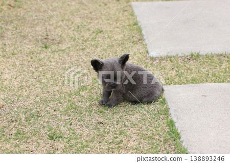 French bulldog French bulldog 138893246