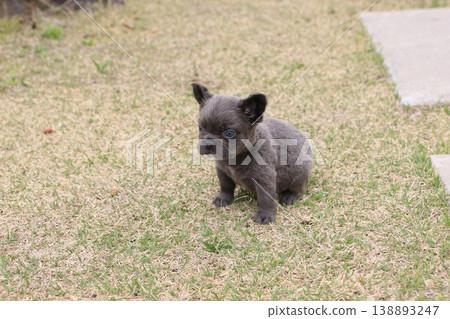 French bulldog French bulldog 138893247