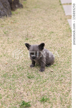 French bulldog 138893250