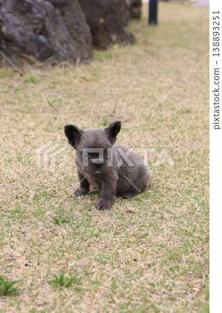 French bulldog French bulldog 138893251