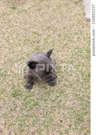 法國鬥牛犬 法國鬥牛犬 138893257