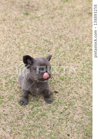 法國鬥牛犬 138893258