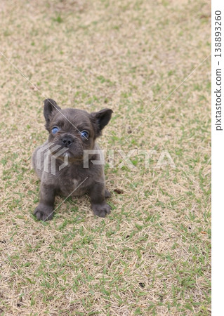 French bulldog French bulldog 138893260