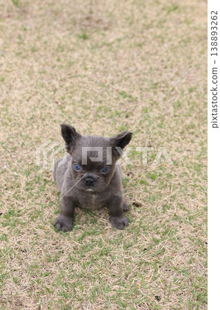 法國鬥牛犬 法國鬥牛犬 138893262