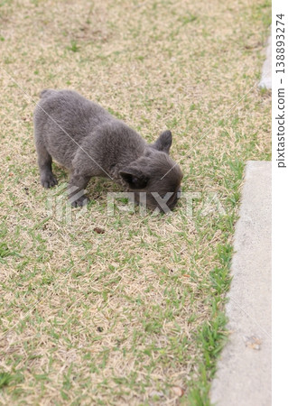 French bulldog French bulldog 138893274