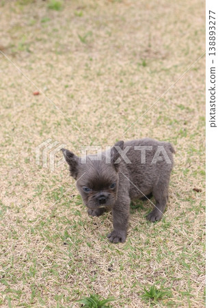 French bulldog 138893277