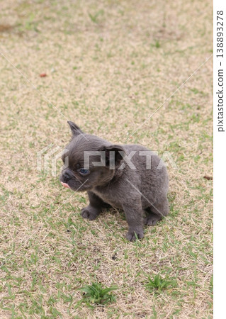 French bulldog French bulldog 138893278